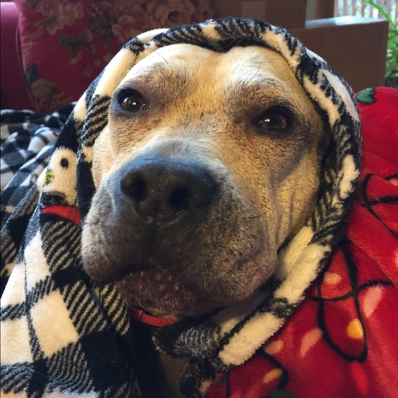 Maximus 🐾🐾🐶🐕🐾🐾 - Picture 6 of 8